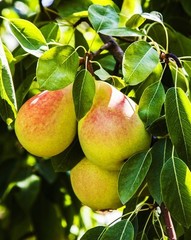 Ayers Pear Grafted Fruit Tree Bare-root