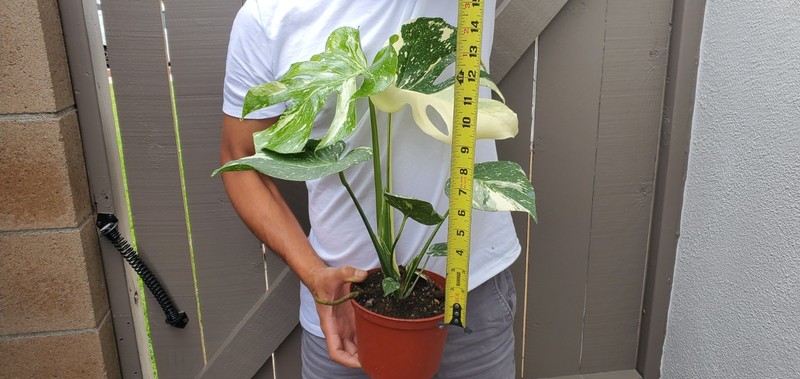 Thai Constellation Monstera Plant gallery