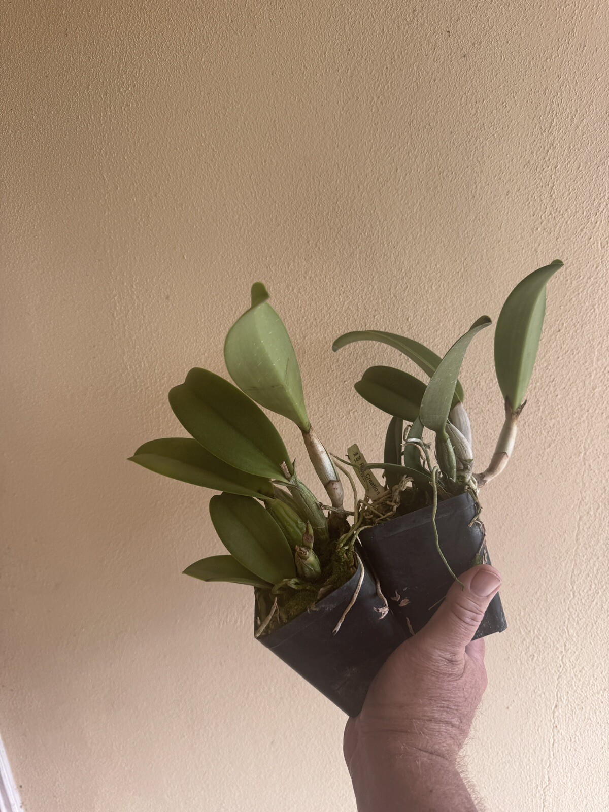Pot. Creation 'Summer Choice' Cattleya Orchid Plant Blooming Size 4” gallery