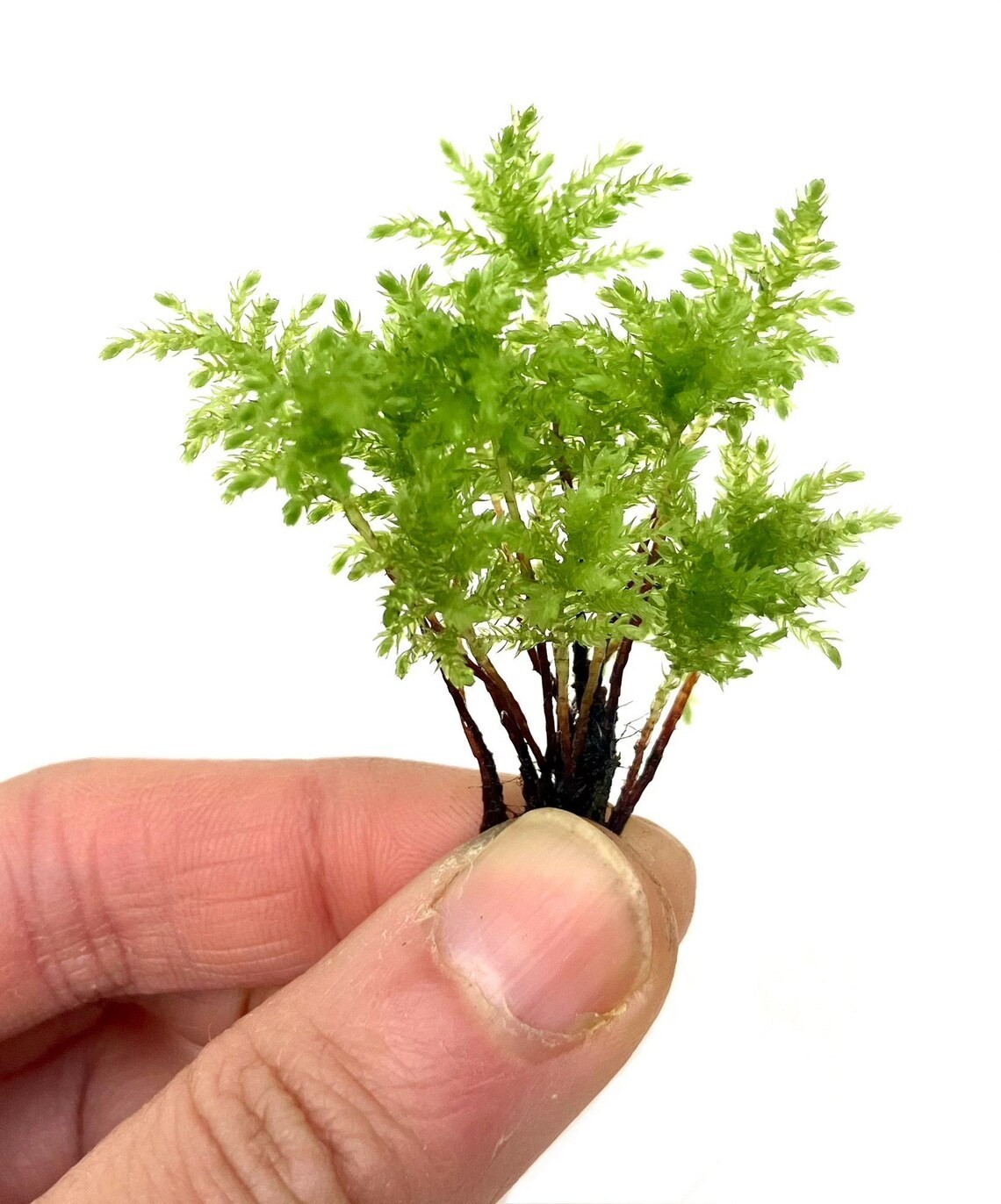 Climacium Tree Moss 15 pcs (Dendroides / Americanum) Live Moss for Terrarium gallery