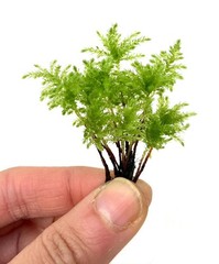 Climacium Tree Moss 15 pcs (Dendroides / Americanum) Live Moss for Terrarium