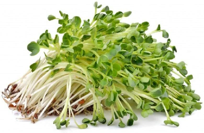 Red Clover Seeds for Sprouting Microgreens, COOL BEANS N SPROUTS brand gallery