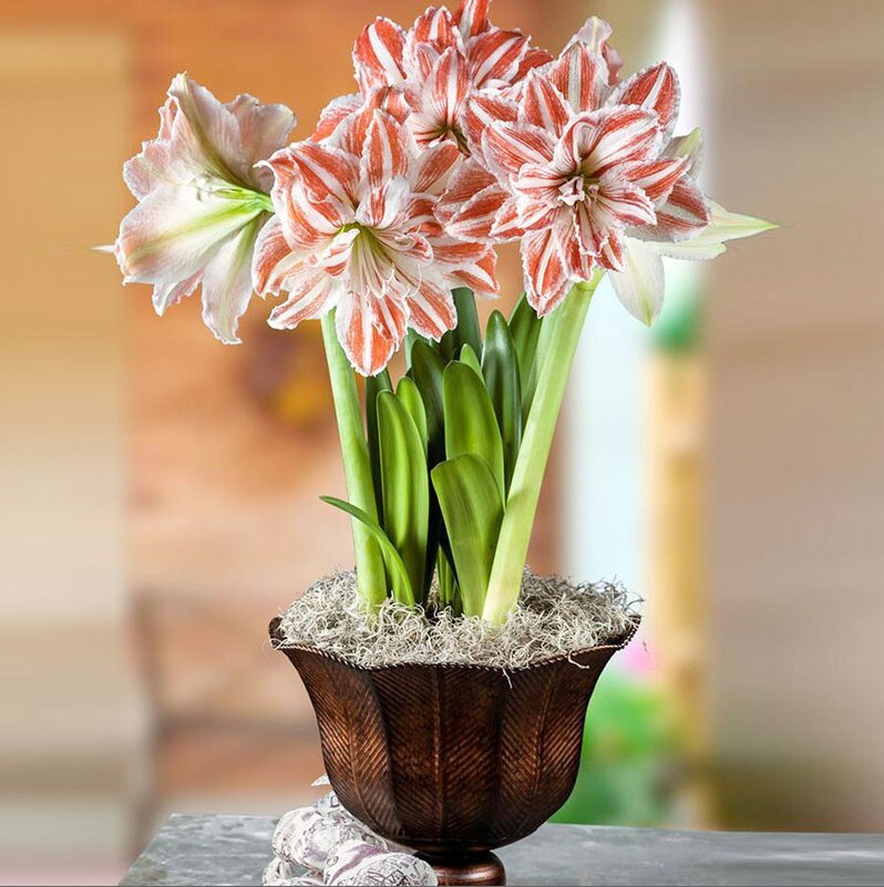 2pc Real Hippeastrum Bulbs, Amaryllis Bulbs gallery
