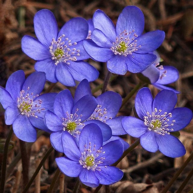Hepatica (Anemone hepatica) | Bare-root gallery
