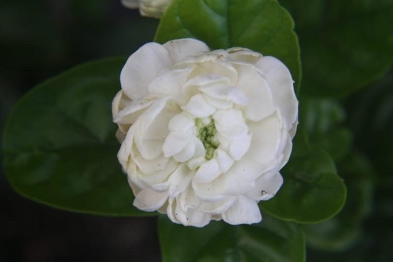Arabian Jasmine Live Plant Double Flowered Highly Fragrant Blooming Shrub gallery