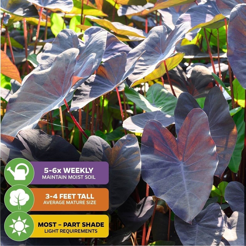 Black Magic Elephant Ear - Colocasia esculenta gallery