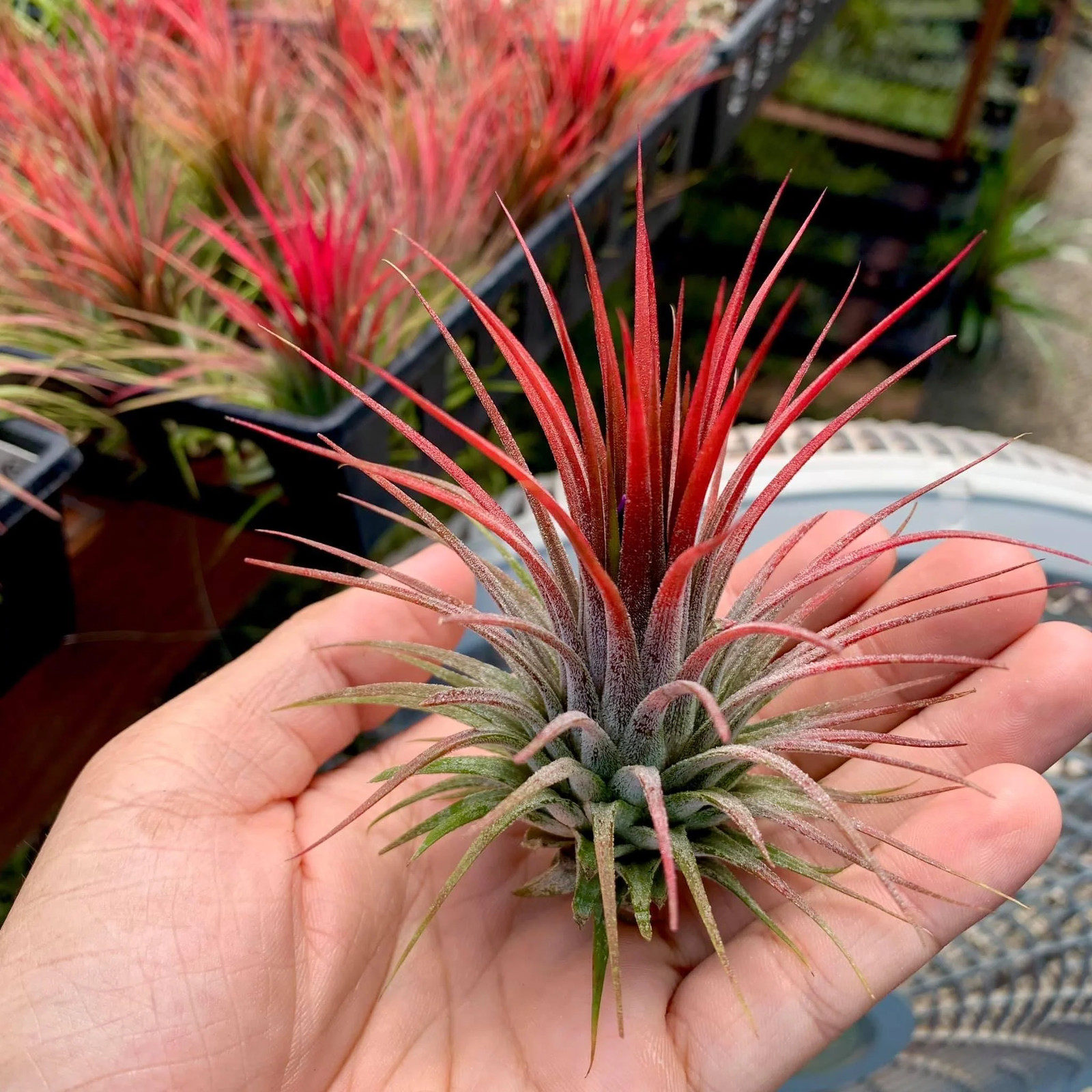 Ionantha Red Air Plant (Beautiful Deep Red Color Tillandsia) gallery
