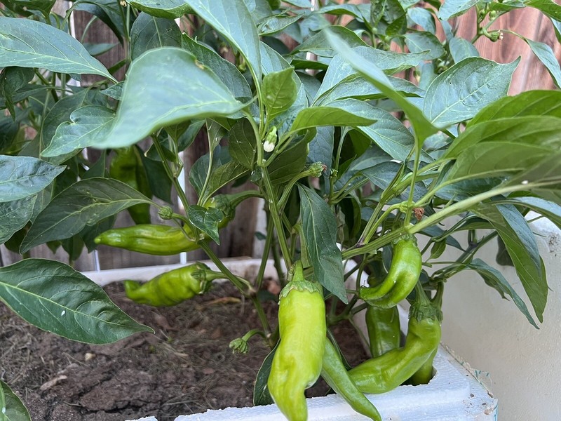 30+ Oriental Horn Hot Pepper Seeds 牛角椒种子2022年新种子 gallery