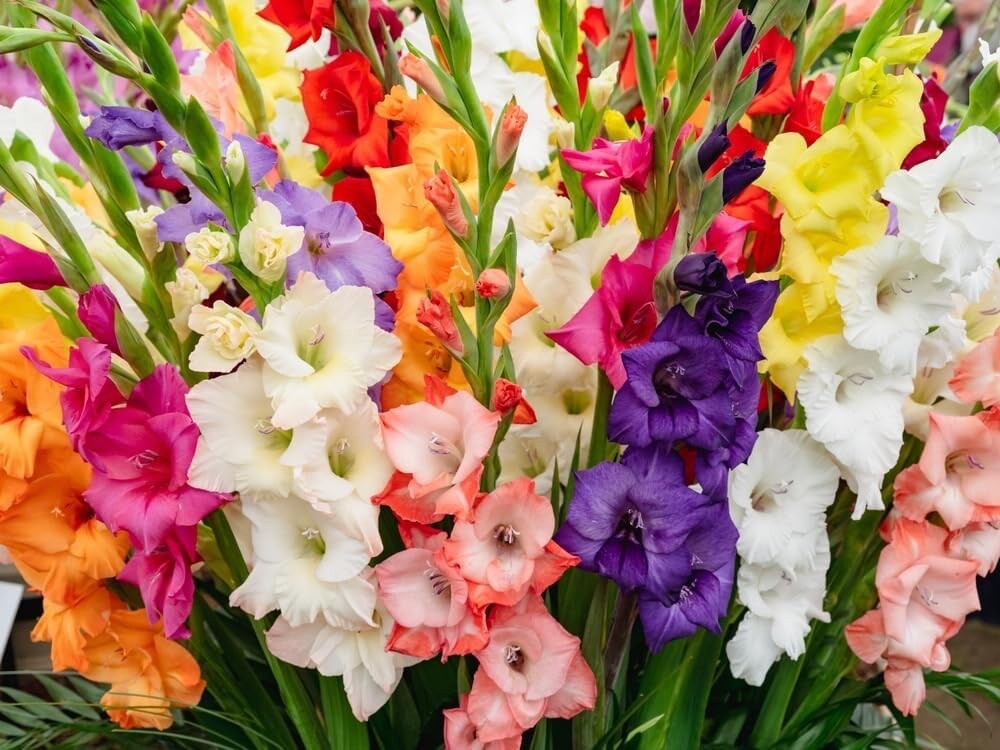 Mixed Gladiolus Flower Bulbs - 30 Bulbs Assorted Colors gallery