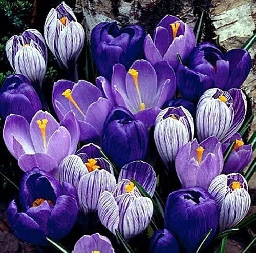 Blue Moon Crocus Mix Vibrant Purple and Blue Blooms 10 Large Bulbs to Grow gallery