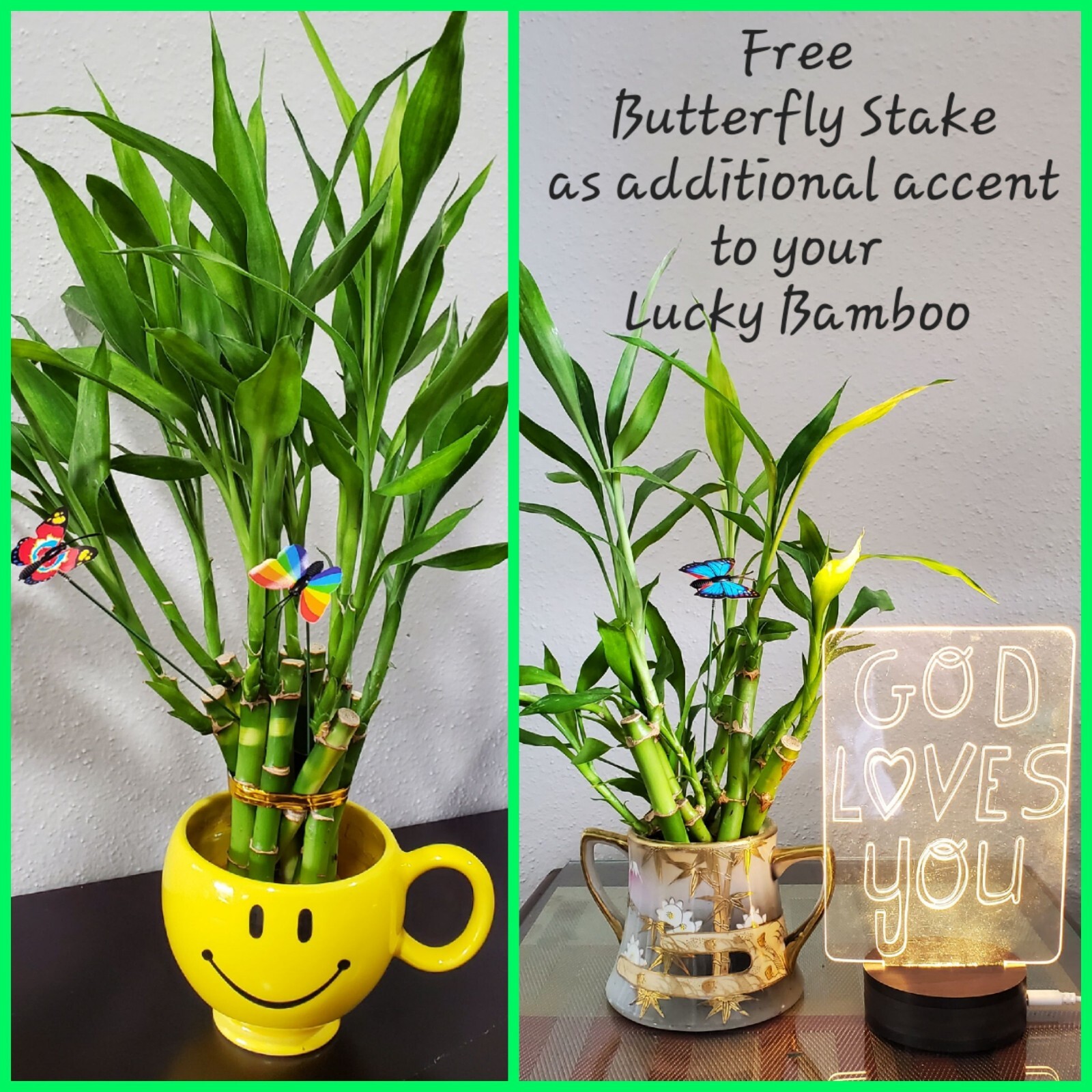 5 Lucky Bamboo FREE Butterfly Stake 🦋 4 inches Rooted Plants, Just Add Water gallery