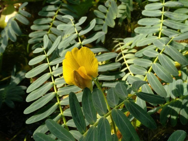 Aeschynomene fluitans WATER MIMOSA Exotic SEEDS! gallery