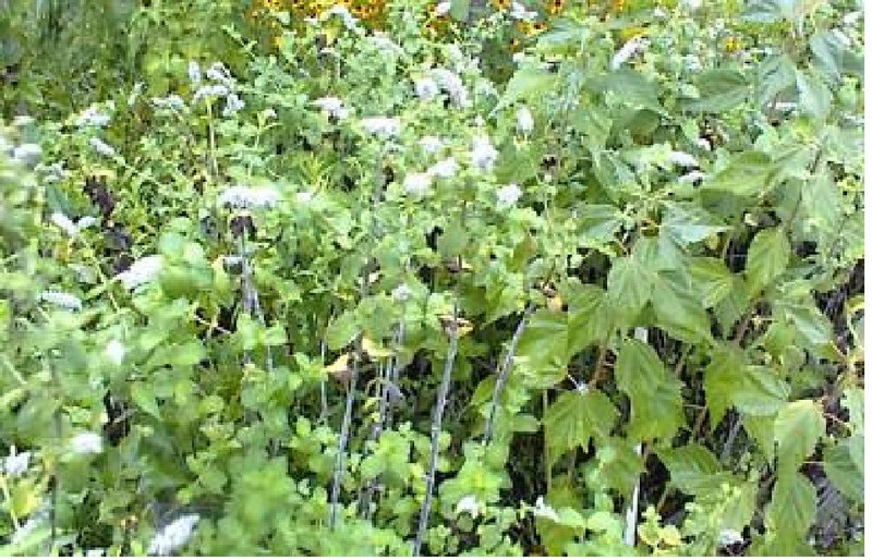 Apple Mint Herb Sweet Smelling Mint Over 50 Seeds USA Seller gallery