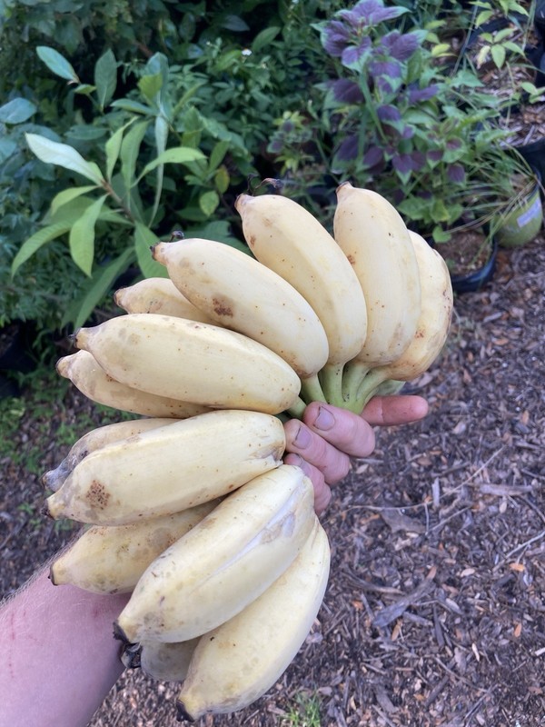 Ice Cream Banana Dwarf Namwah Blue Java Live Plant guaranteed bananas gallery