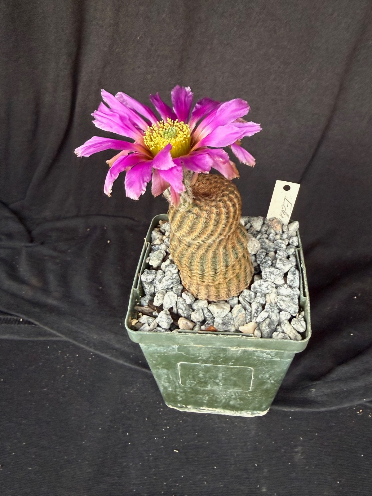 Echinocereus reichenbachii v. minor, cactus plant gallery