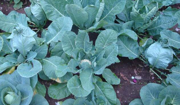 200+ Cauliflower Seeds Snowball Self Blanching Cauliflower(Brassica oleracea)USA gallery
