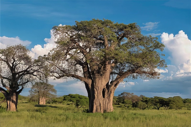 5 Baobab Seeds Adansonia digitata "Tree of Life" Rare Monkey Bread Bonsai Plant gallery