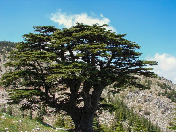 6 Lebanon Cedar Tree Seeds gallery