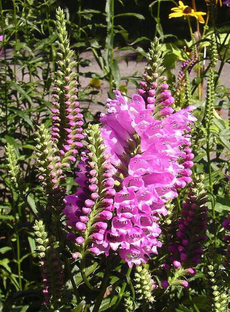 50 PINK Showy OBEDIENT PLANT False DragonHead Physostegia Virginiana Flower Seed