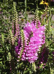 50 PINK Showy OBEDIENT PLANT False DragonHead Physostegia Virginiana Flower Seed