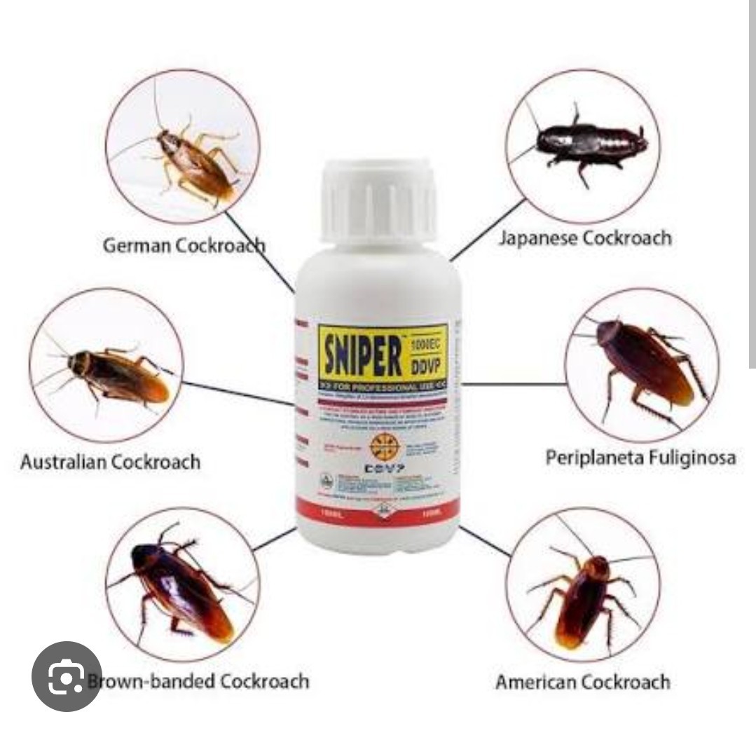Cockroach gallery