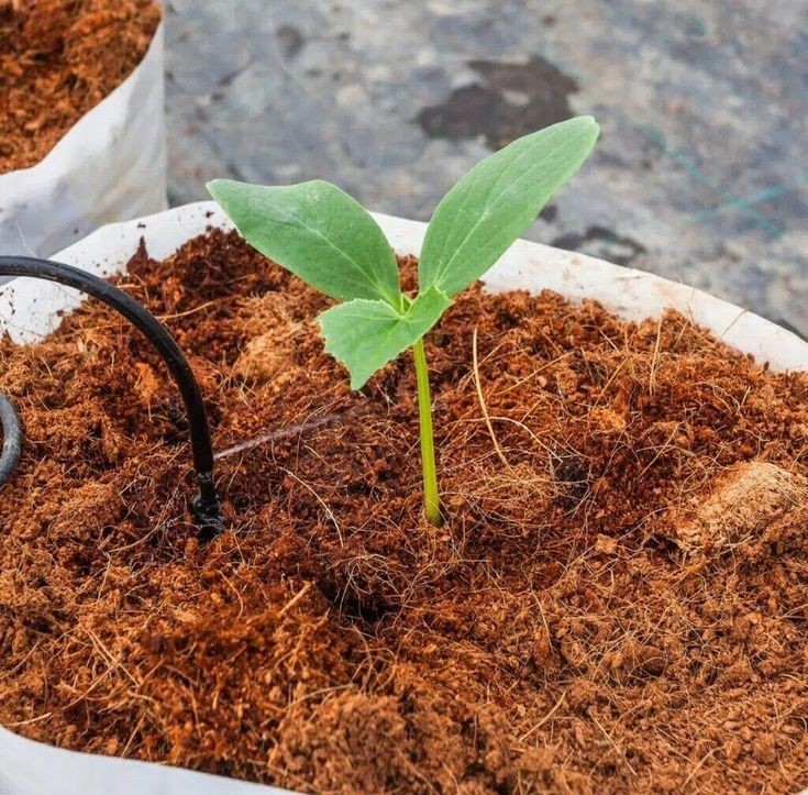 Coco Powder Peat Coconut Husk Fiber Powder 100% Organic Coir Dust Growing gallery