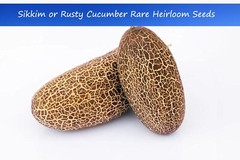 Heirloom Vegetable Seeds – ‘Sikkim’ -Rusty Cucumber-20 Seeds -Cucumis sativus