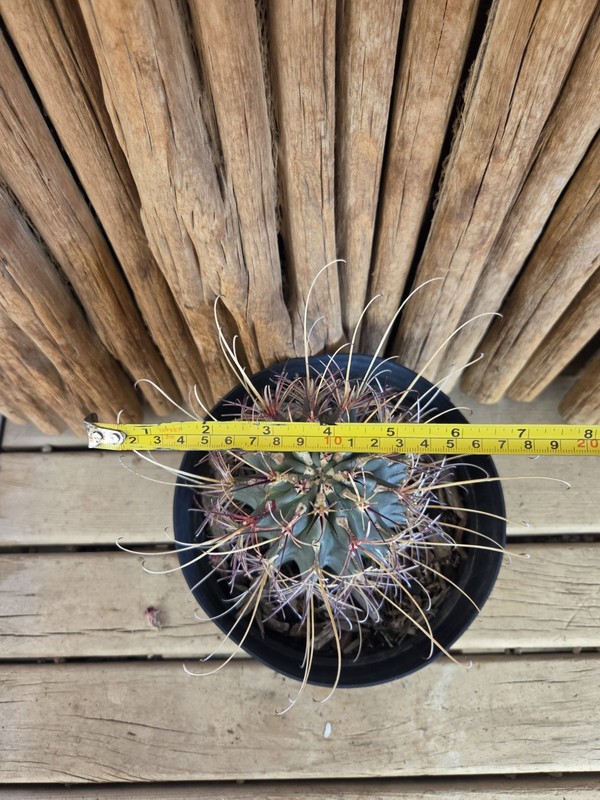 Ancistrocactus uncinatus gallery