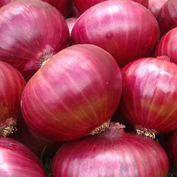 Red Grano Onion Seeds | Heirloom / Non-GMO | Free Shipping | Seed Store | 1071 gallery