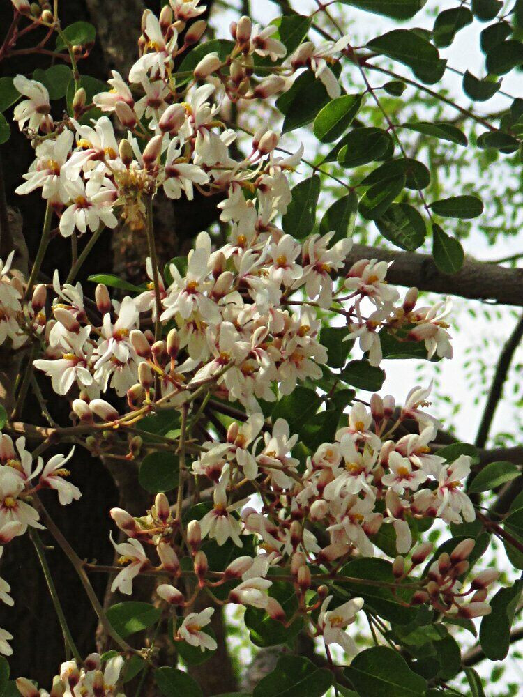 Moringa concanensis seeds - Konkan Moringa, Horse Radish Tree - 5 Seeds gallery