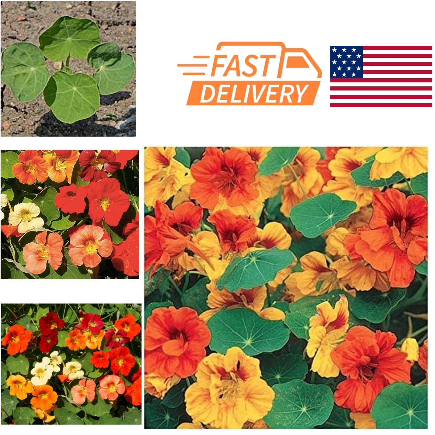 Pollinator Friendly Nasturtium Seeds Long Blooming Season Low Maintenance gallery