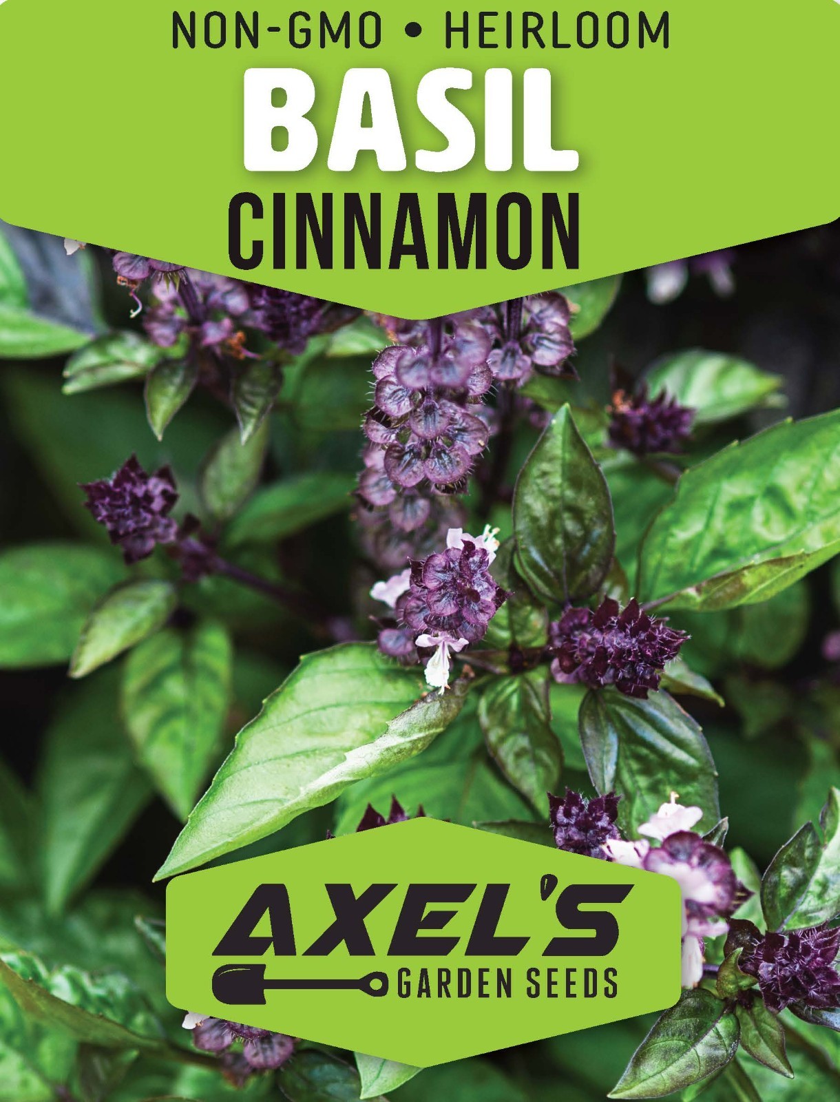 Cinnamon Basil Seeds | Heirloom | Non-GMO | Fresh Herb Seeds gallery