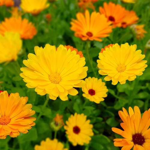 Fiesta Gitana Calendula Seeds | Heirloom | Edible Flowers | Free Shipping | 1206 gallery