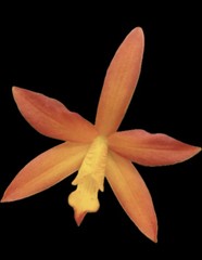 DIVISION Cattleya Cattlianthe Sierra Sunrise Orchid Plant