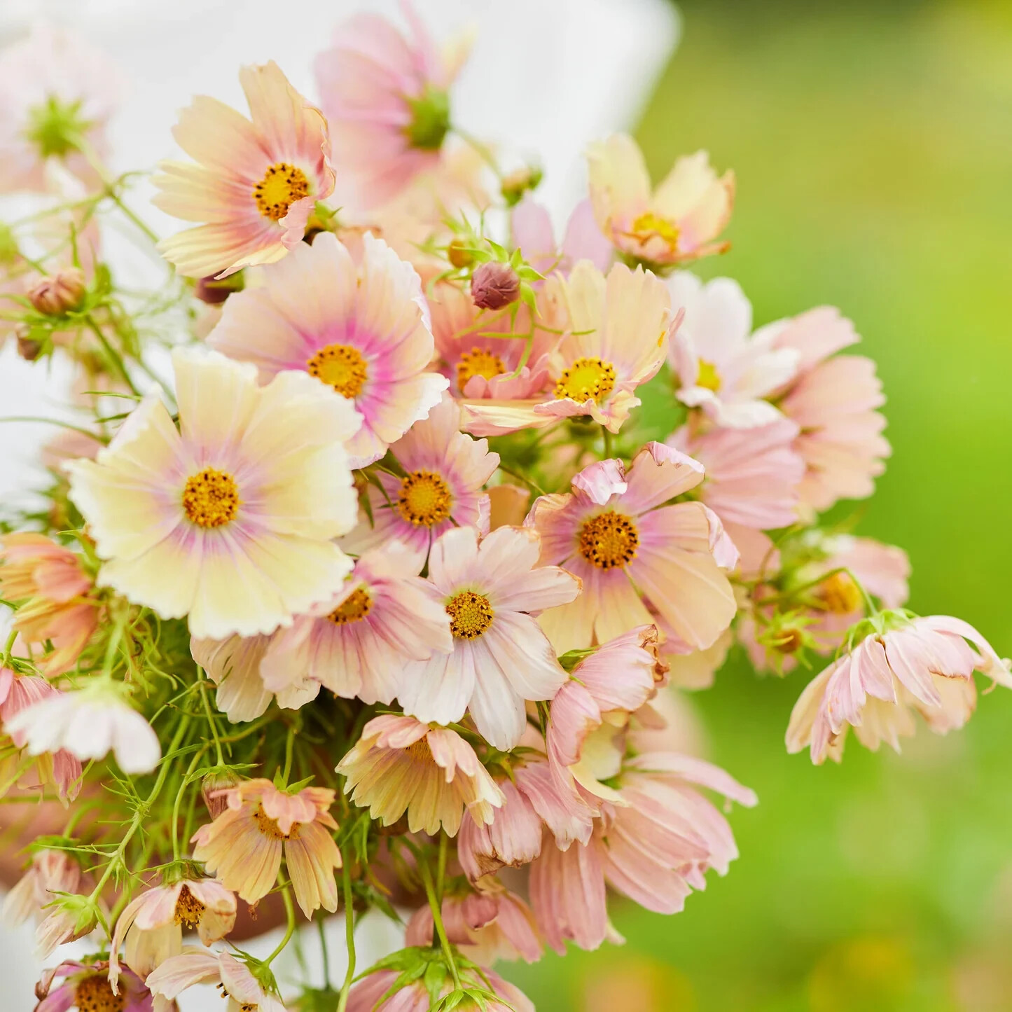 200+ Apricot Lemonade Cosmos Seeds for Garden Planting - USA - FREE SHIPPING! gallery