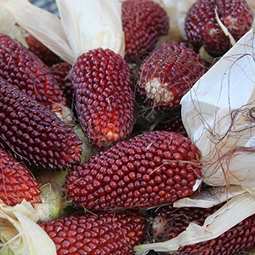 Strawberry Popcorn Corn Seeds | Non-GMO | Free Shipping | Seed Store | 1113 gallery