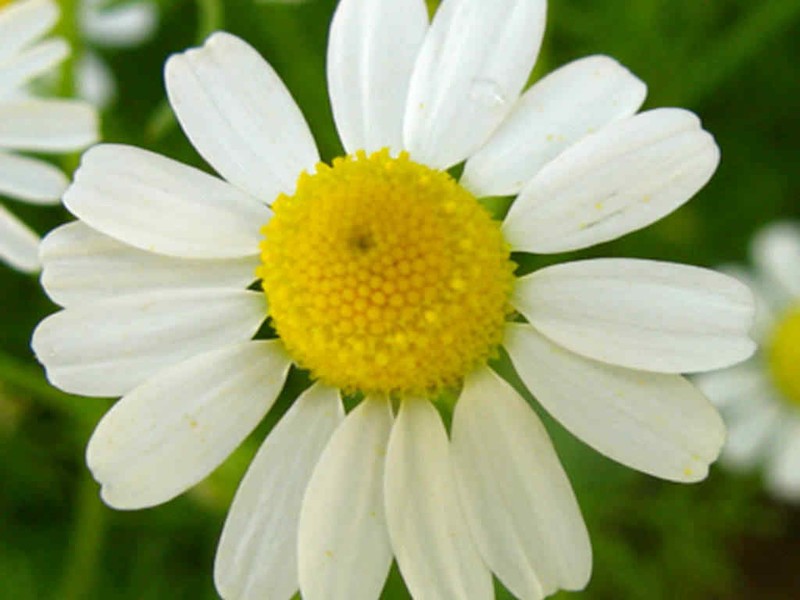2000+Common German CHAMOMILE Flower Seeds Organic Herb Tea Garden Container Easy gallery