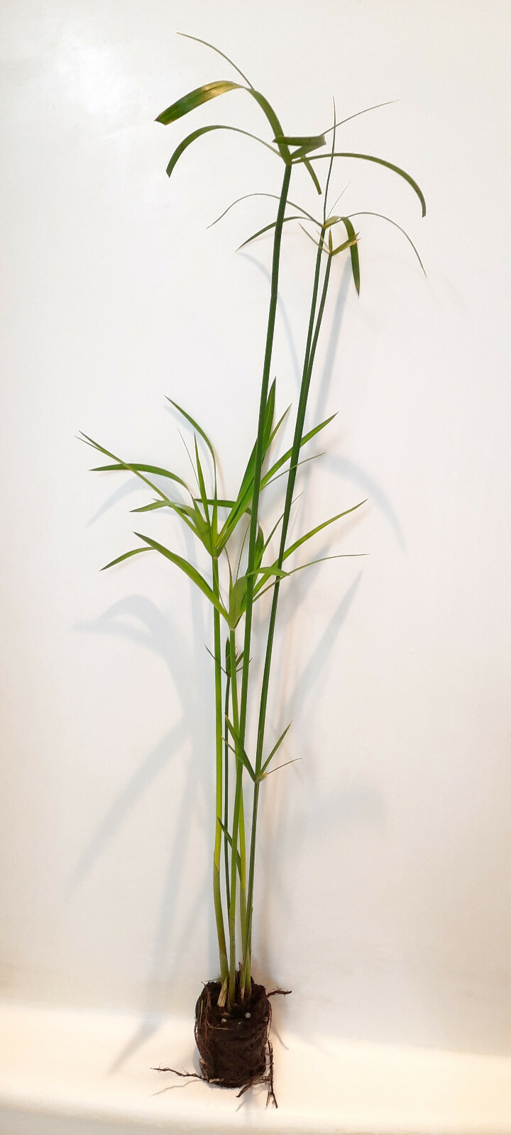 Live Umbrella Palm Tropical Marginal Pond Plant gallery
