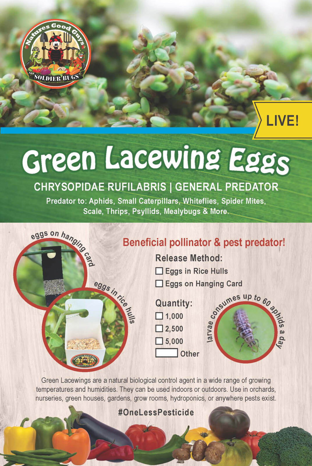 Green Lacewing Eggs in Rice Hulls - Aphid Exterminator - NaturesGoodGuys gallery