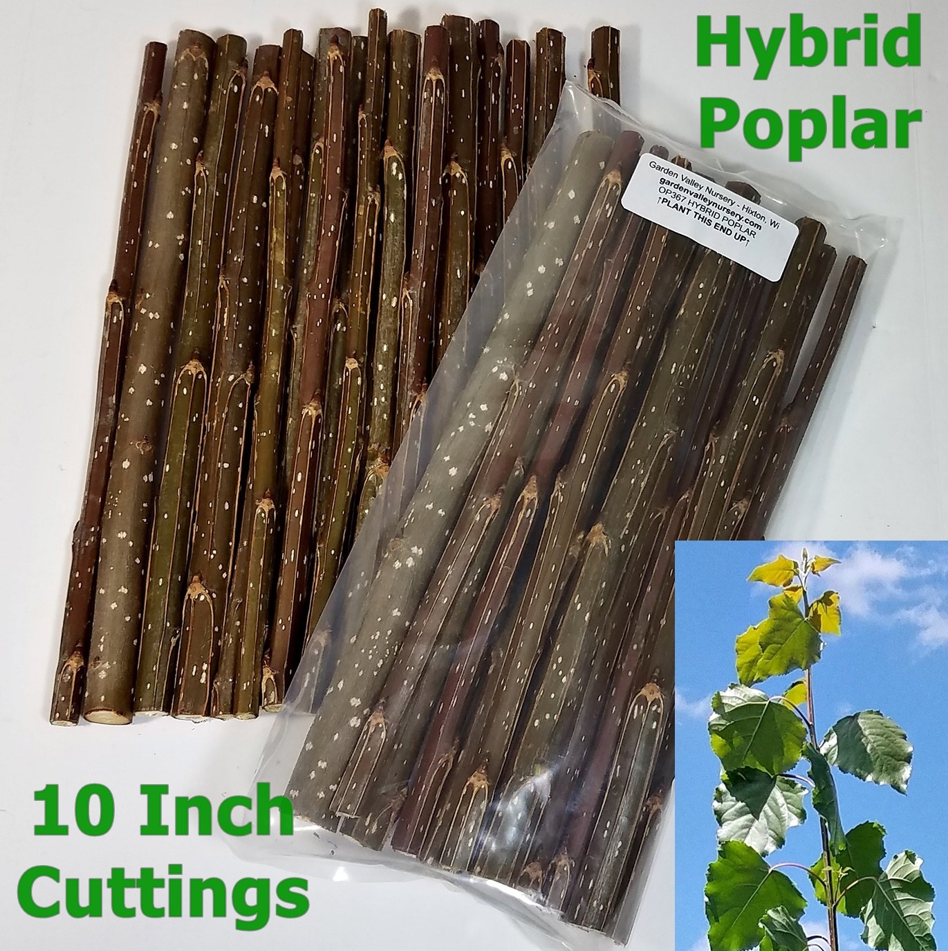 Hybrid Poplar 10" Cuttings OP-367 Fast Growing Shade Trees FREE Shipping! gallery