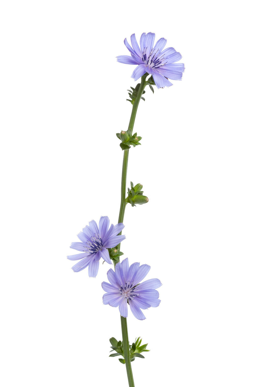 1000+ Chicory Seeds | Blue Dandelion | Perennial Medicinal Herb & Coffee Subst. gallery