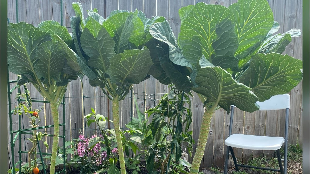 400+ Georgia Southern Collard Seeds ----- Heirloom gallery