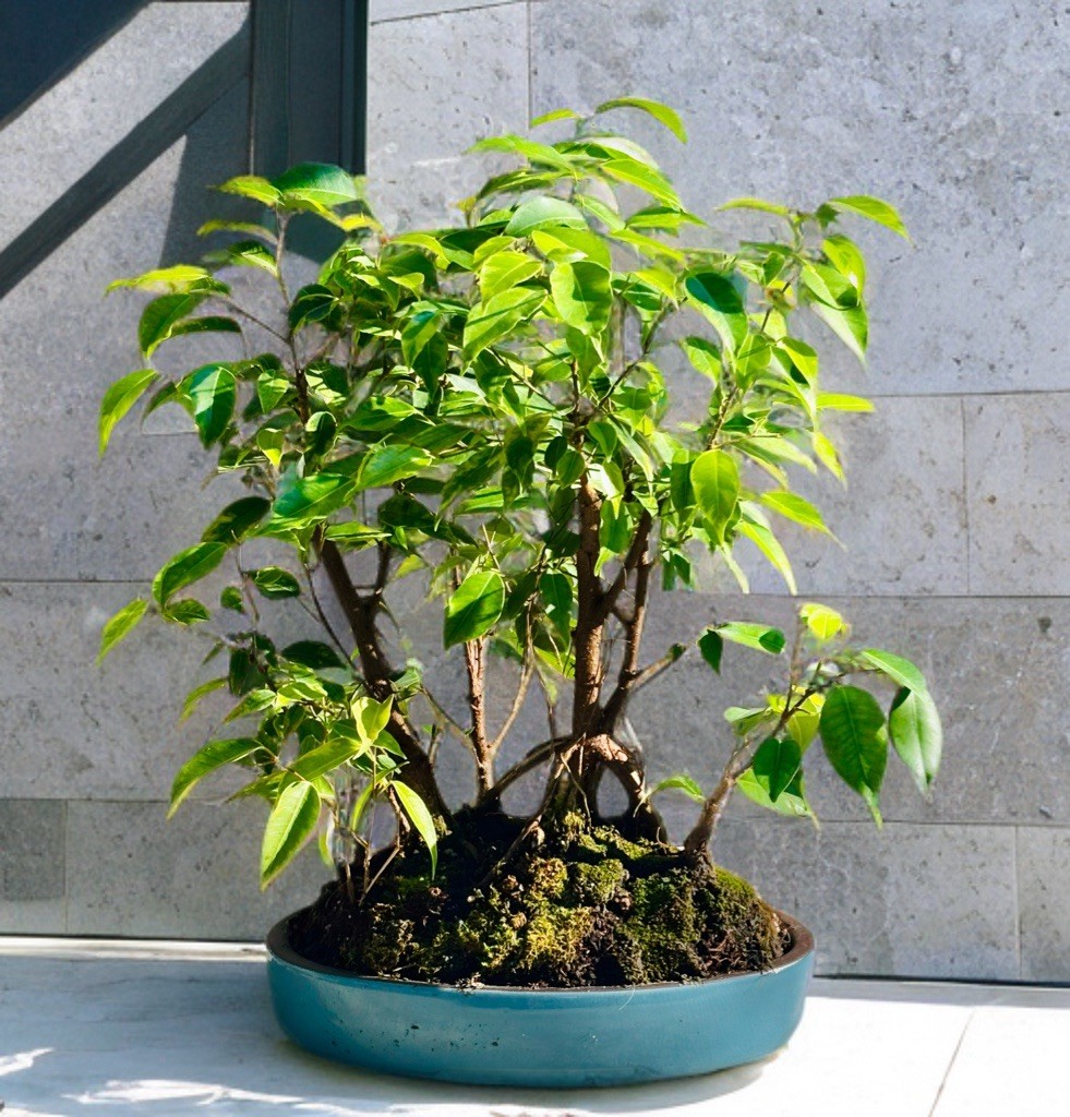 TIGERS BARK FICUS BONSAI FOREST gallery