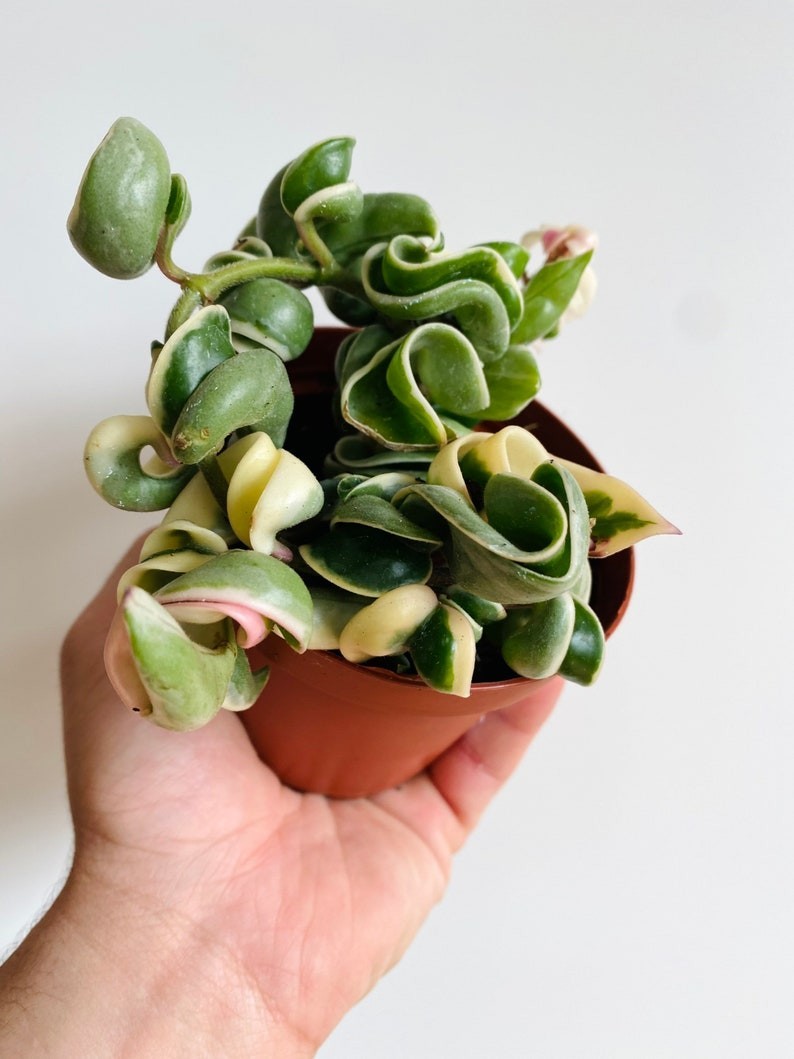 Variegated Hoya Compacta - Hindu Rope Wax Plant 4” Pot gallery