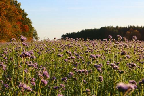 LACY PHACELIA SEEDS 1,700+ | Purple Tansy Flower | Tanacetifolia  gallery