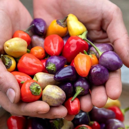 Chinese five Color Hot Pepper. 10 Seeds Free Shipping! gallery