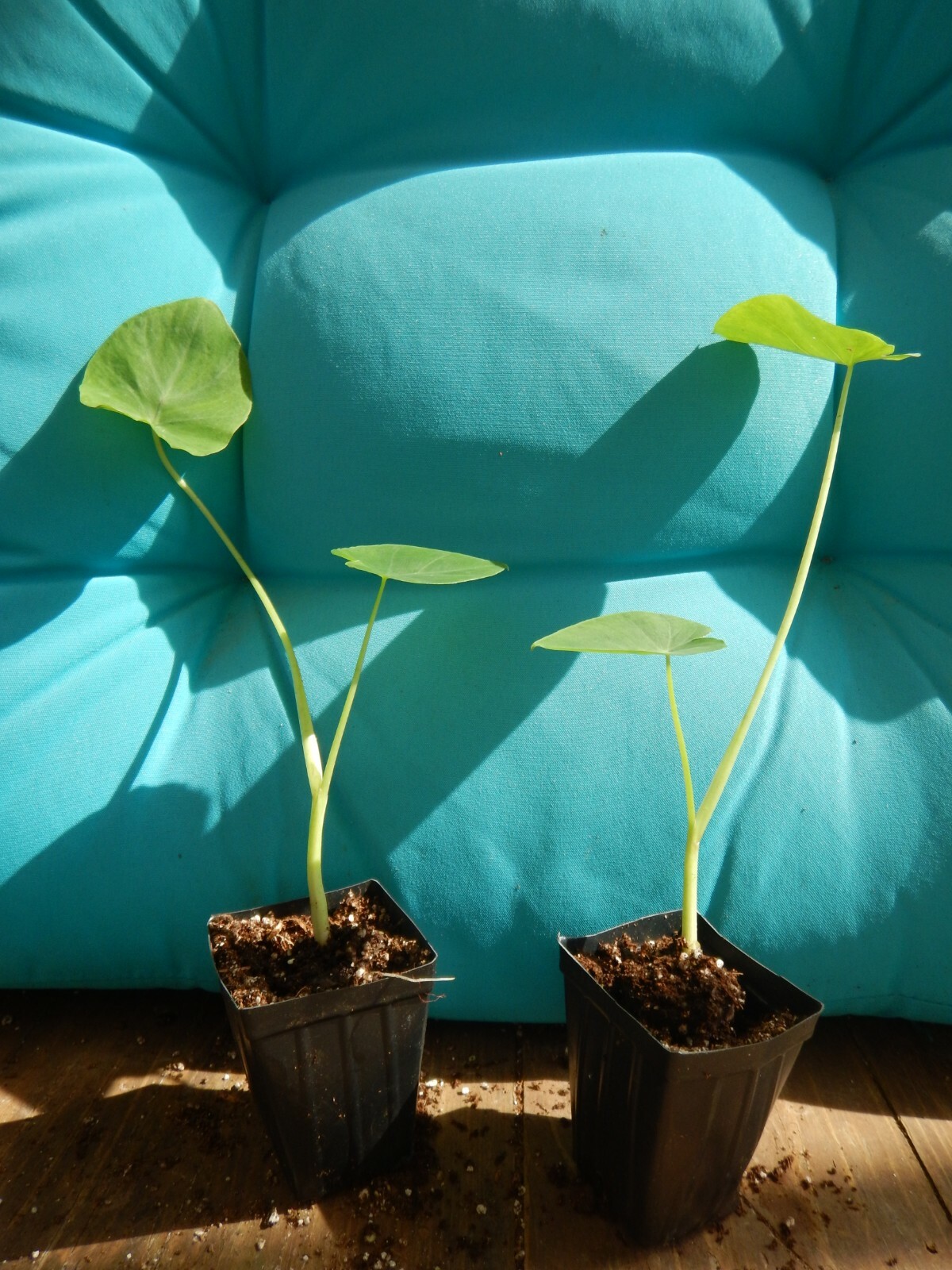 **JACKS GIANT** Elephant Ear Colocasia Esculenta Starter Plant**USA Seller** gallery