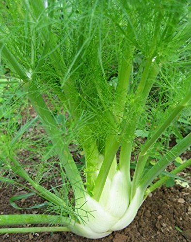100+Florence Fennel Seeds Microgreen Microherb Garden Fresh USA gallery