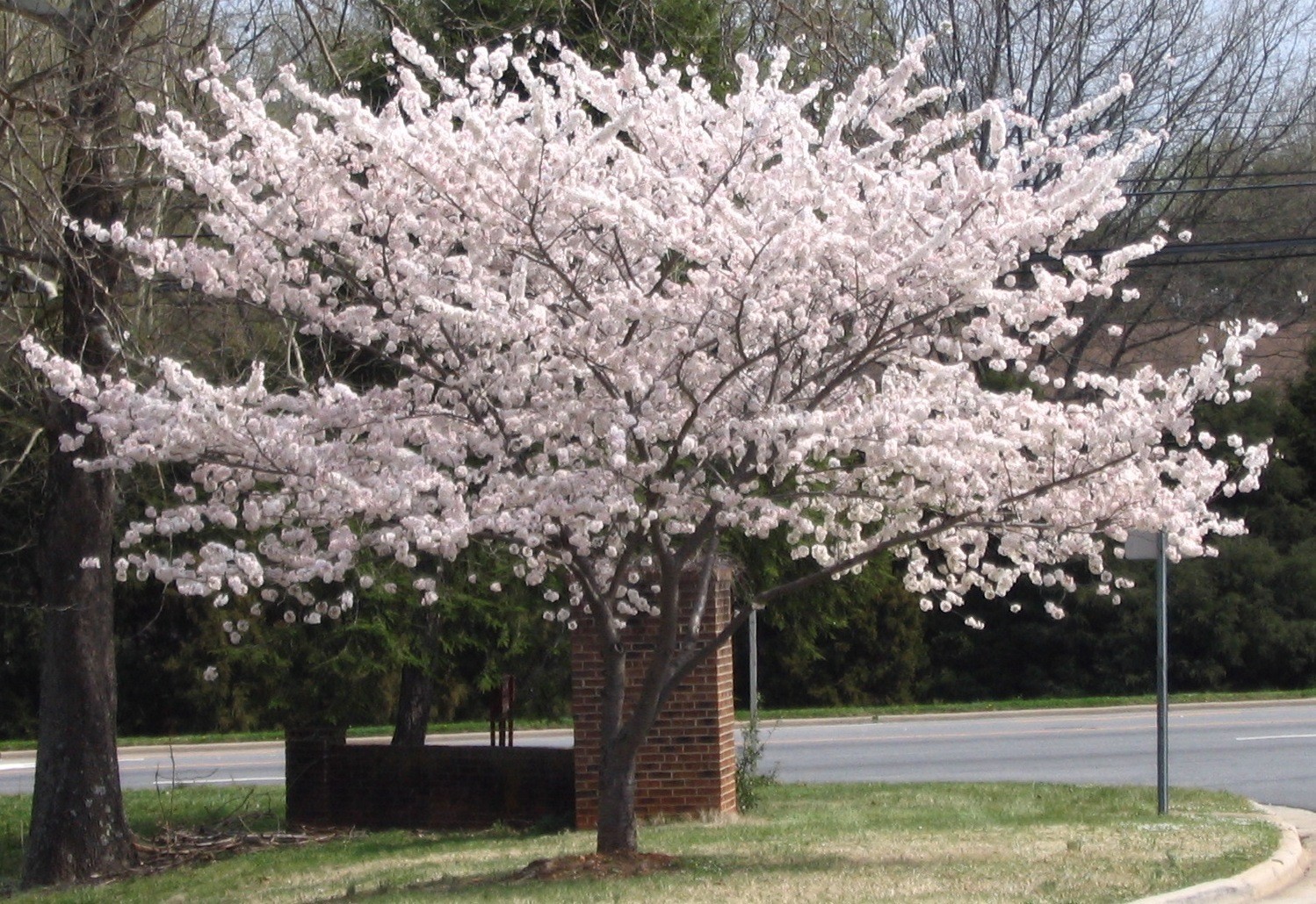 Yoshino Flowering Cherry Tree 2.5" pot gallery