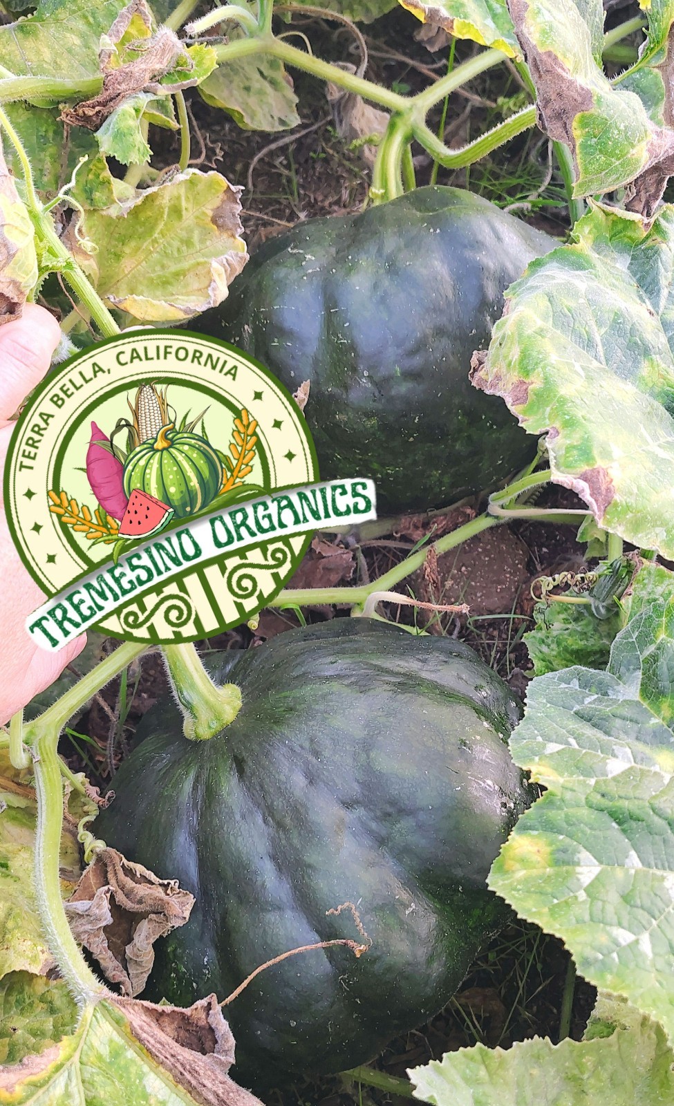 Organic Mexican Green Hardshell Squash, 20 Seeds- Calabaza Mexicana,20 Semillas gallery